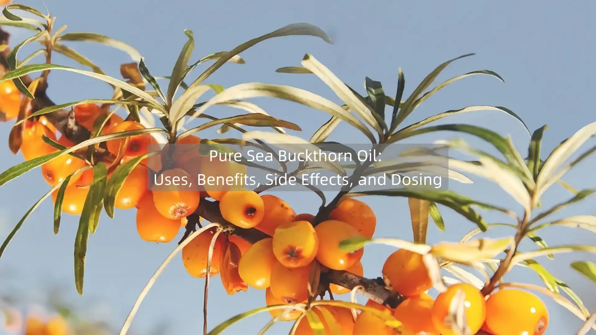 Pure Sea Buckthorn Oil: Uses, Benefits, Side Effects, and Dosing